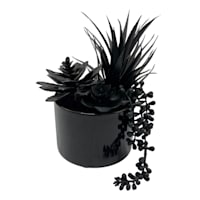 Southern Gothic Black String Pearls Succulent, 8.6"