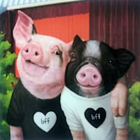 Pig BFF Canvas Wall Art, 12"