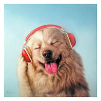 Dog with Headphones Canvas Wall Art, 12"