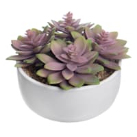 Honeybloom Purple Succulent in Ceramic Pot, 5"