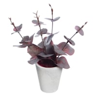 Honeybloom Red Eucalyptus in Pot, 8"