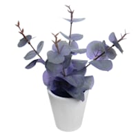 Honeybloom Purple Eucalyptus in Pot, 8"