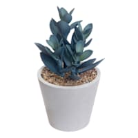 Honeybloom Blue Jade Plant in Pot, 5.5"