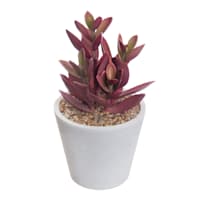 Honeybloom Red Jade Plant in Pot, 5.5"
