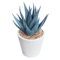 Honeybloom Blue Aloe Plant in White Pot, 6"