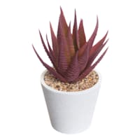 Honeybloom Red Aloe Plant in White Pot, 6"