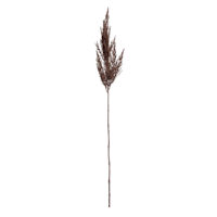 Brown Pampas Grass Stem, 32"