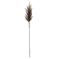 Brown Pampas Grass Stem, 36"