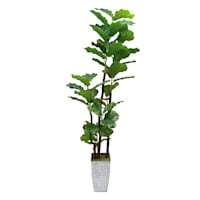 Fig Tree in Basket, 6.5'