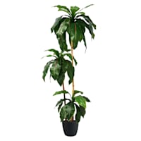 3-Head Potted Bird's Nest Tree, 5.5'