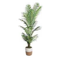 Areca Palm in Deco Basket, 6.5'
