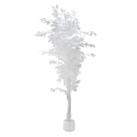 Potted White Fiscus Tree, 6'
