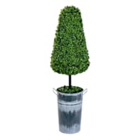 Topiary Cone Boxwood, 37"