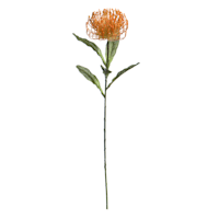 Orange Protea Floral Stem, 27"
