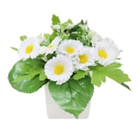 White Daisey Floral Arrangement in White Ceramic Pot, 7"