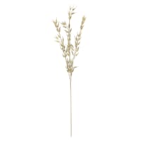 Found & Fable White Oat Stem, 31"