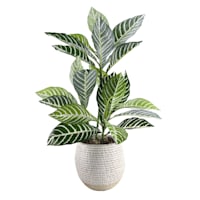 Honeybloom Striped Leaves in Ceramic Pot, 21.5"