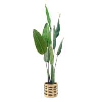 Tracey Boyd Tropical Plant in Basket, 60"