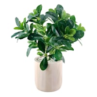 Ty Pennington Polyscias Plant in Wood Pot, 17.3"