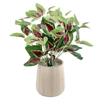 Ty Pennington Coleus Plant in Wood Pot, 13.4"