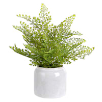 Fern Arrangement in Ceramic Pot, 15"