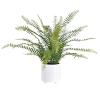 Fern Arrangement in White Ceramic Pot, 19"