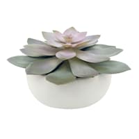 Purple Succulent in Cement Vessel, 6"