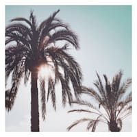 Providence Palm Tree's Canvas Wall Art, 20x16