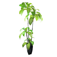 Bird's Nest Fern in Decorative Metal Pot, 6'