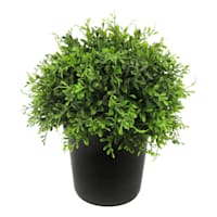 Potted Boxwood Plant, 15"