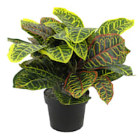 Potted Croton Plant, 17"