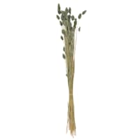 Dried Slate Blue Phalaris Stem Bundle, 28"