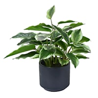 Potted Hosta Plant, 14.5"