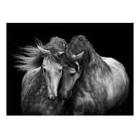 Horse Canvas Wall Art, 40x30