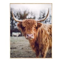 Ty Pennington Framed Highland Cow Canvas Wall Art, 24x30