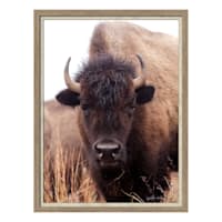 Ty Pennington Glass Framed Bison Print Wall Art, 26x38