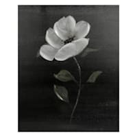 Providence Black Floral Canvas Wall Art, 16x20