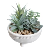 Mixed Succulent in Pot, 7"