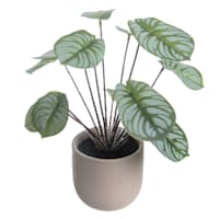 Calathea Plant in Pot, 11"