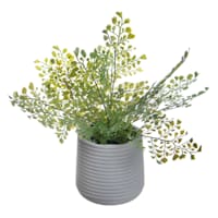 Maidenhair Plant in Pot, 12"