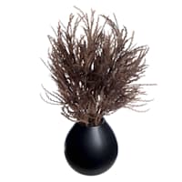 Crosby St. Dark Brown Pampas Grass in Black Pot, 16"