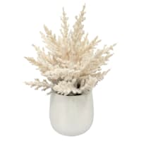 Pampas Grass in Ceramic Pot, 10"