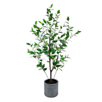 Bay Laurel Tree, 48"