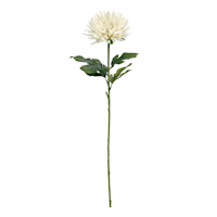 Willow Crossley White Star Floral Stem, 24"