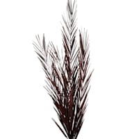 Crosby St. Black Mahogany Leaves, 30"