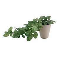 Ivy in Cement Pot, 13.8"