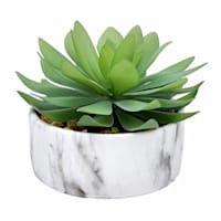 Succulent in Ceramic Pot, 5"