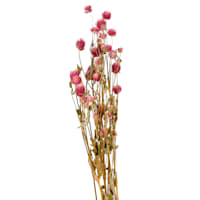 Willow Crossley Pink Globe Amaranth Bunch, 24"