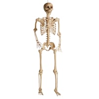 Posable Skeleton, 7'