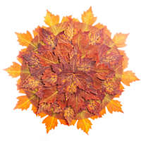 Maple Leaves Placemat, 18"